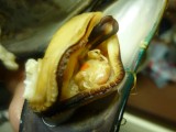 Looking and tasting good!!! One of the nice things about NZL fresh Seafood selfpicked/caught :)