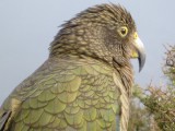 What we havent had yet.... Keas awaiting you to fool and harass you