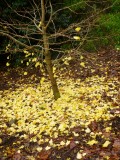 The tree gave up for this year :)