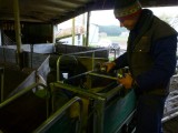 After proven myself worthy got the marking job ;0, red for dead (zero lambs), blue for 1 and green