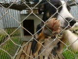 :) Tes is still young what a wonderful dog :)
