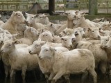 Sheep are funny creatures...
