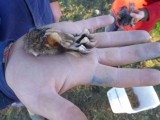 Possumclaws are interesting...bit monkey, human, racoon and stout mixture