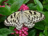 And a butterfly garden ... lovely!!