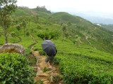 No not China - Ceylon!!! We walking through Tea plantations
