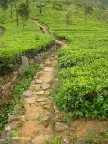 If you consider all the area cultivated for tea was rainforrest before it makes you wonder...