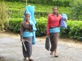We came down the hill as the teaworkers are going to work....