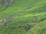 Can you see the ladies picking tea? up to 80 kg a day each!!!