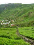Lush green...