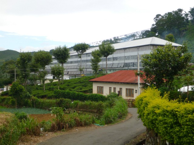 At the bottom of the high grounds a tea factory still delivering 90% to Lipton in London :)