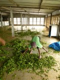 We visited the Tea factory...lot of handwork still involved...