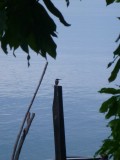 A Kingfisher!!!! love those!!