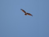 The Fish Eagles are wonderful!!