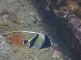 Bannerfish