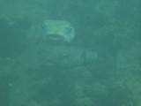 Two Pufferfish mating.... quite big those two...