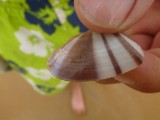 Nice shells...