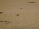 Heaps of Crabs on the Beach