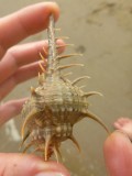 And these!!! We have seen them once in a glass cabinet.... awesome to see VERY painful to step on!!
