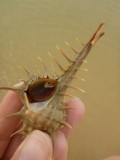 Murex.... awesome thinks but soooo nasty in your foot :)