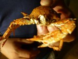 little crab.... not much meat on it but deliciosa!!