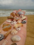 Little collection of the beach :)