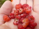 Wild Raspberrys.... Fantastic!!!