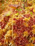 The Autumn is stunning!!