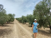 Olijfbomen met Mieke