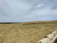 Kudde geiten met herder