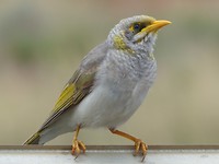 Groet van indian Minor