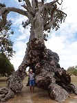 Herbig family Tree