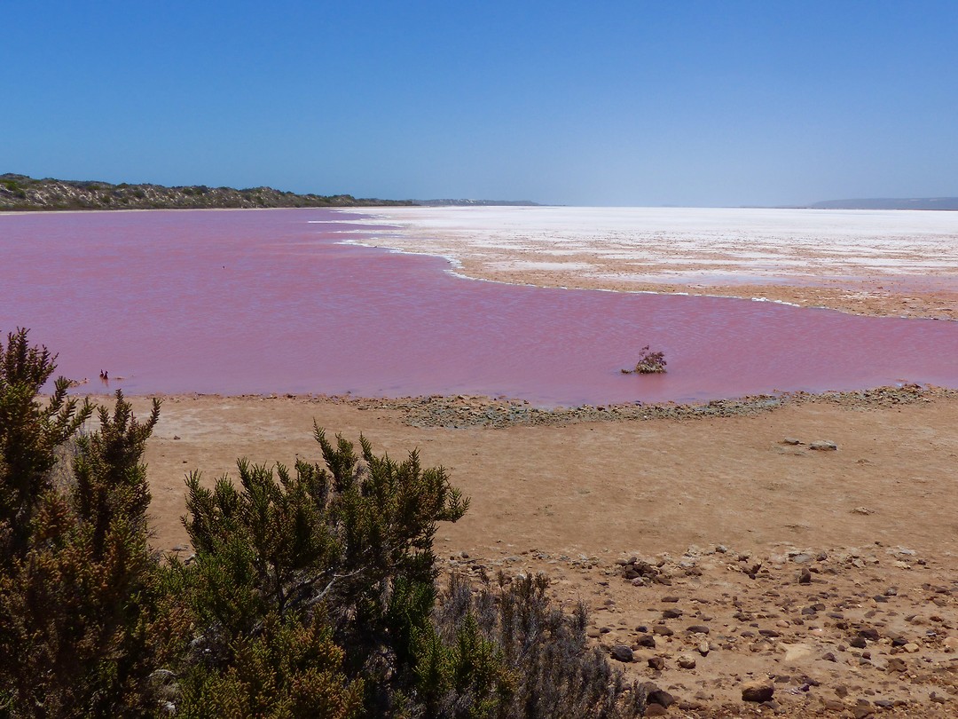 Pink Lake