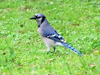 IMG_8492