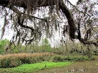 IMG_8550