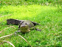 IMG_8668