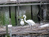 IMG_8676