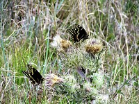 IMG_1008