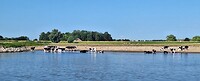 Koeien (wel Zwartbont Fries-Hollands) als koe in Frankrijk