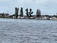 Bijzondere bomen aan bakboordzijde