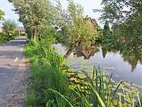 Vlist met knotwilgen in overvloed