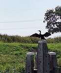 Aalschover drogend