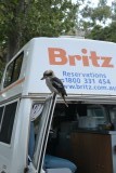 Kookaburra