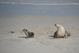 Zeeleeuwen in seal bay