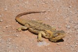 Oodnadatta track