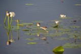 Kakadu NP