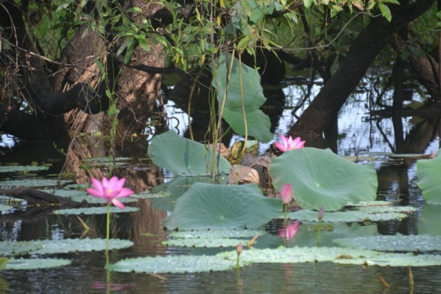 Kakadu NP