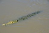 Adelaide River