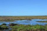 Wetlands