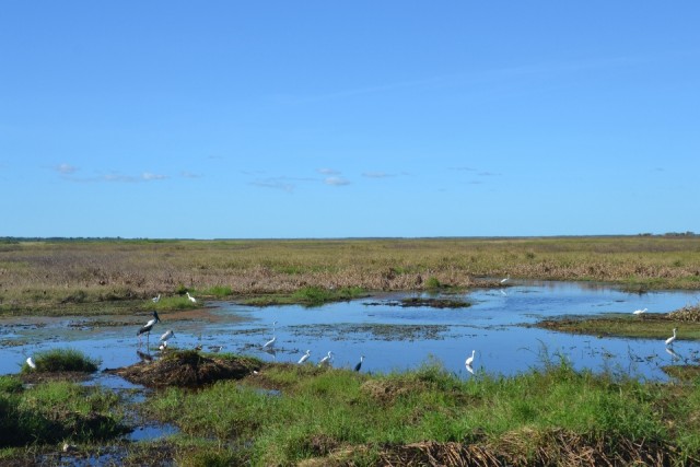 Wetlands