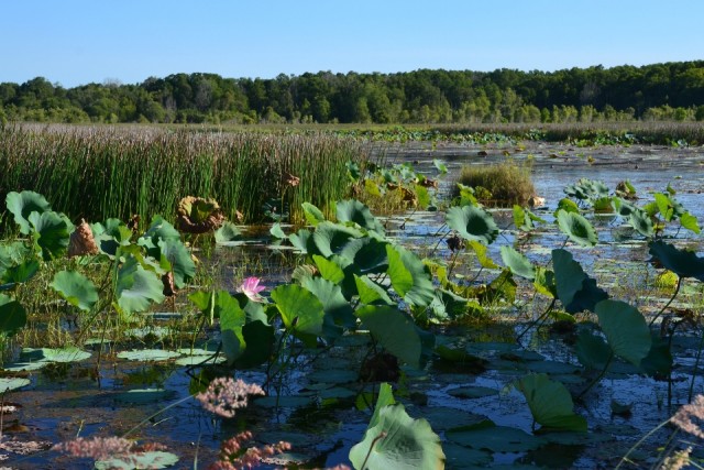 Wetlands